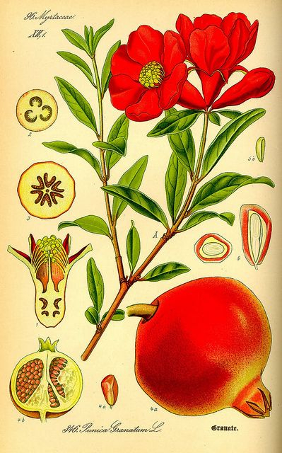 Illustration Punica Granatum (Pomegranate), From Botanical Illustration for Pdf The Botanical Course Project Eden