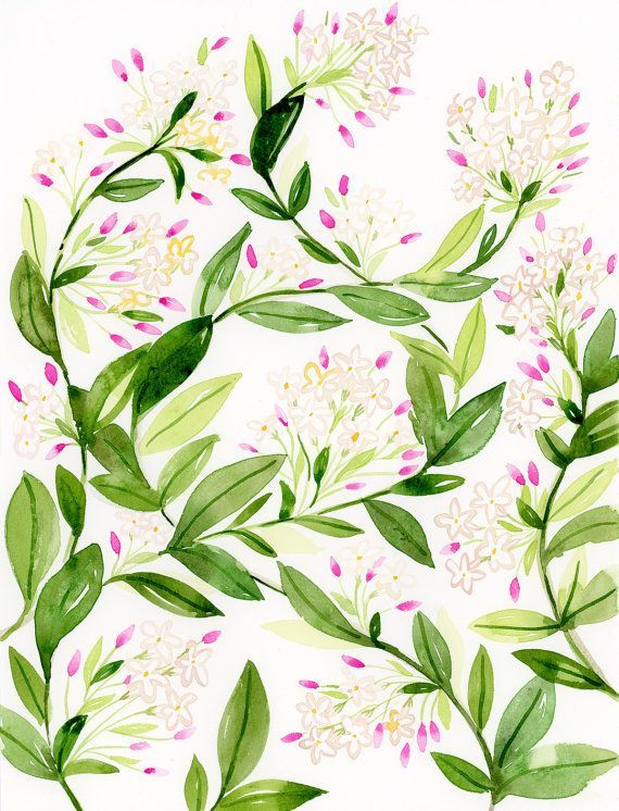 Jasminblütenaquarell, Originalaquarellkunst, Aquarellblumenmalerei pertaining to Jasmine Ryan Botanical Artwork