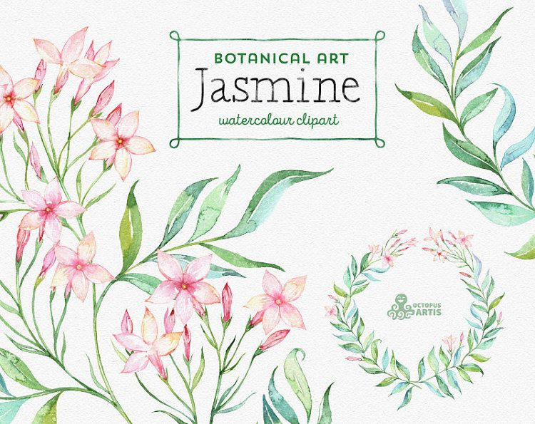 Jasmine. Botanical Art. Floral Elements Wreath Branch | Etsy in Jasmine Ryan Botanical Artwork