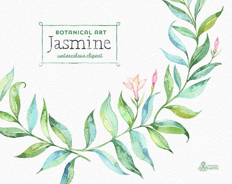 Jasmine. Botanical Art. Floral Elements Wreath Branch | Etsy with Jasmine Ryan Botanical Artwork
