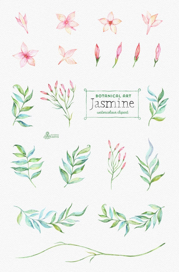 Jasmine. Botanical Art. Floral Elements Wreath Branch | Etsy with regard to Jasmine Ryan Botanical Artwork