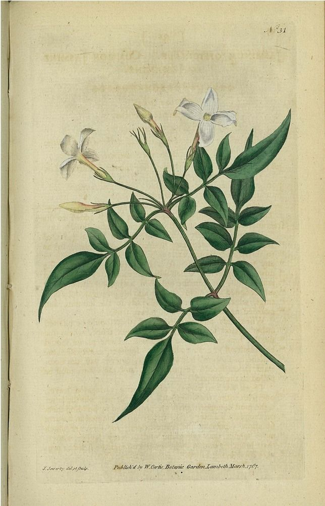 Jasminum Officinale (Common Jasmine Or Jessamine)  Plate 31 · Special within Jasmine Ryan Botanical Artwork