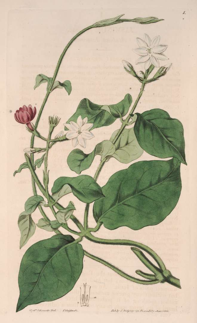 Jasminum Sambac Sampaguita | Jasmine Flower Tattoos, Botanical Painting in Jasmine Ryan Botanical Artwork