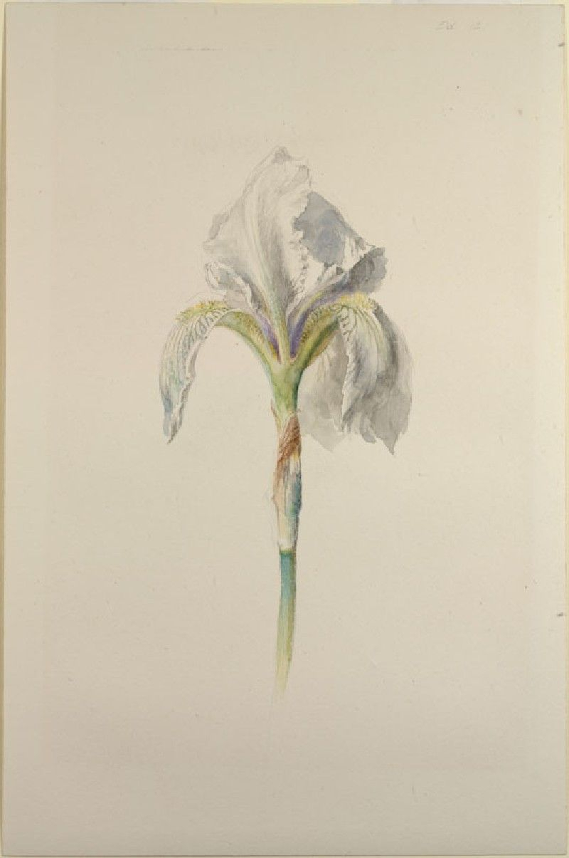 John Ruskin&#039;S &quot;Fleurdelys&quot; (&#039;Iris Florentina&#039;) May 18, 1871, &quot;I Give regarding John Ruskin Botanical Drawings - Botanical Gallery Calendargraphicdesign.com
