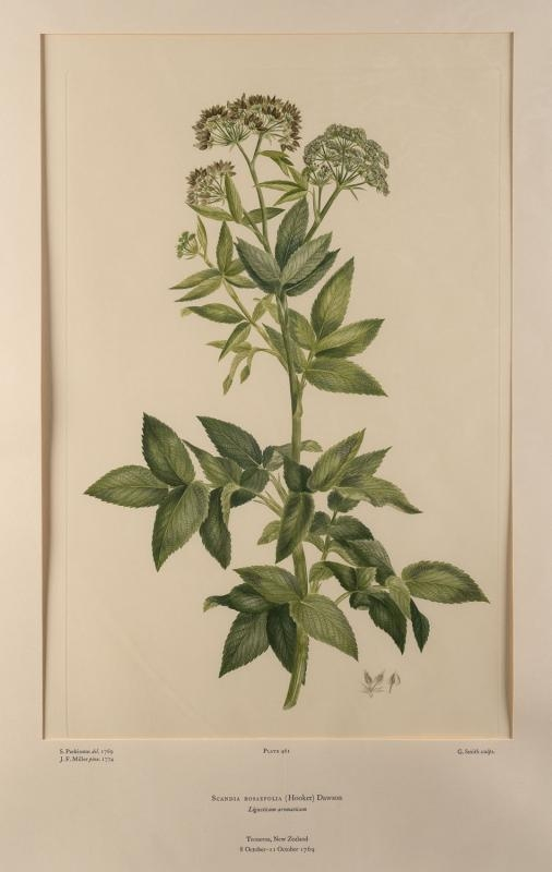 Joseph Banks | 2 Works: Plates 461 ; 495 | Mutualart regarding Joseph Banks Botanical Drawings