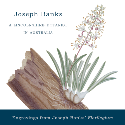 Joseph Banks: A Lincolnshire Botanist In Australia · Type &amp; Forme in Joseph Banks Botanical Drawings