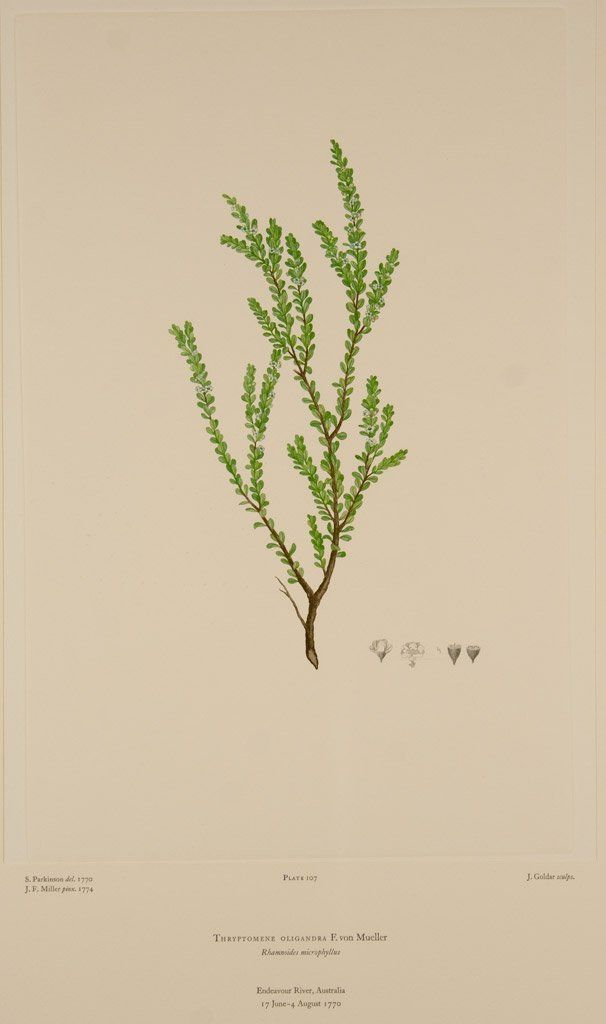 Joseph Banks &#039;Florilegium, Plate 107&#039; regarding Joseph Banks Botanical Drawings