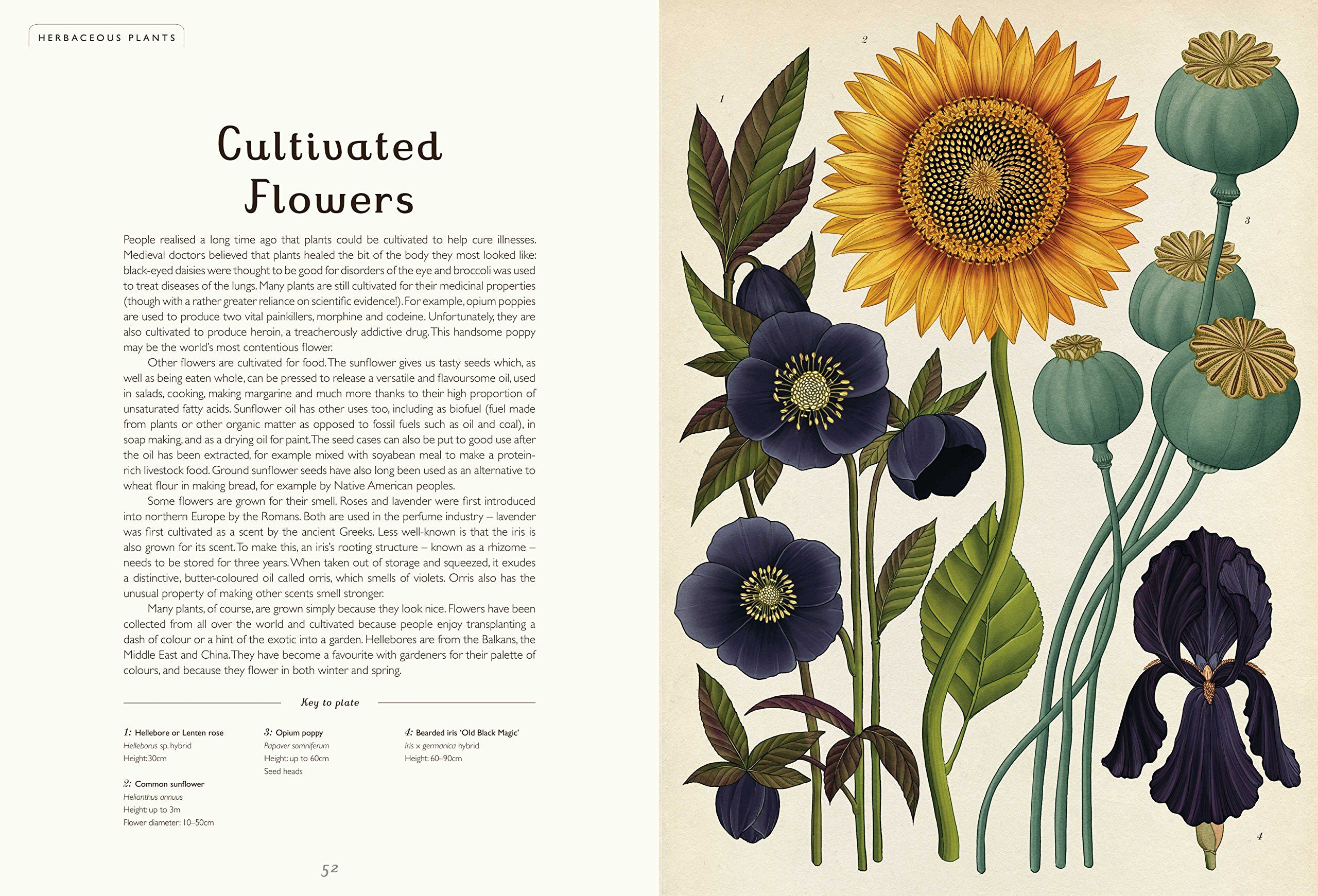 Katie Scott Botanicum Google Search | Botanical Illustration in ▍《The Kew Book Of Botanical Illustration》