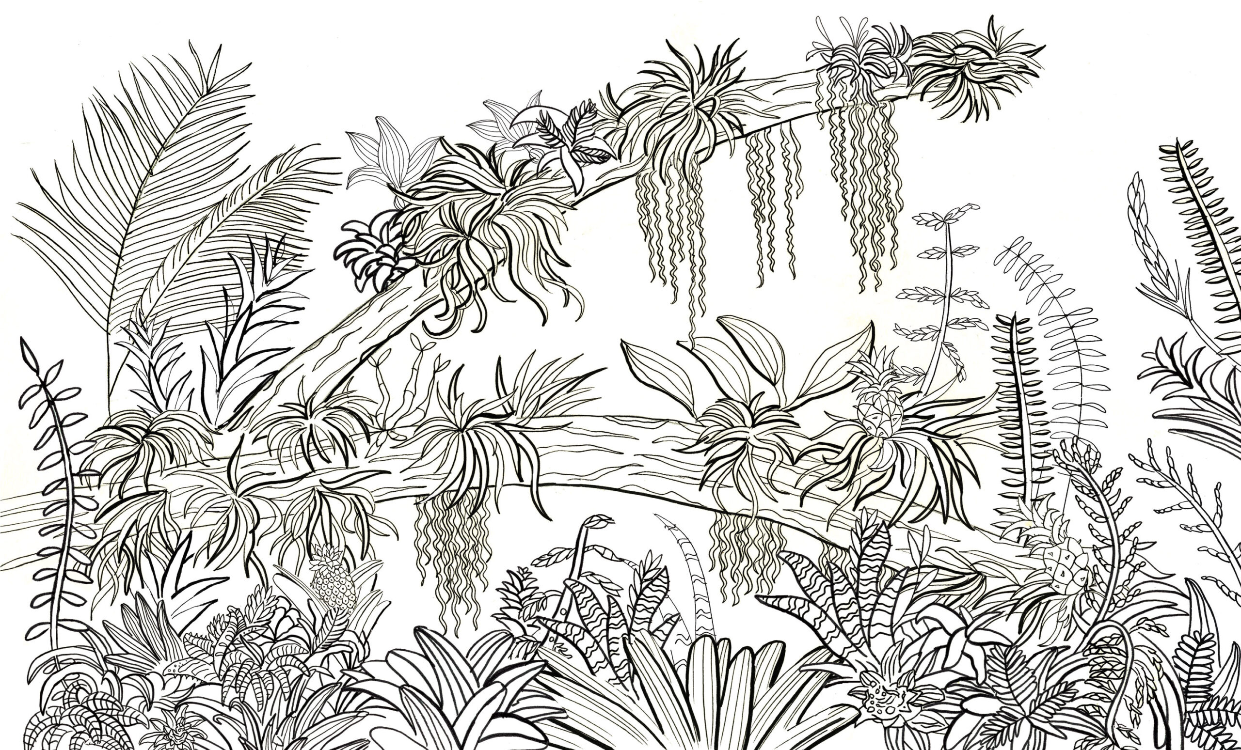 Kew Colouring Book Clair Rossiter Illustration intended for Kew Book Of Botanical Illustration