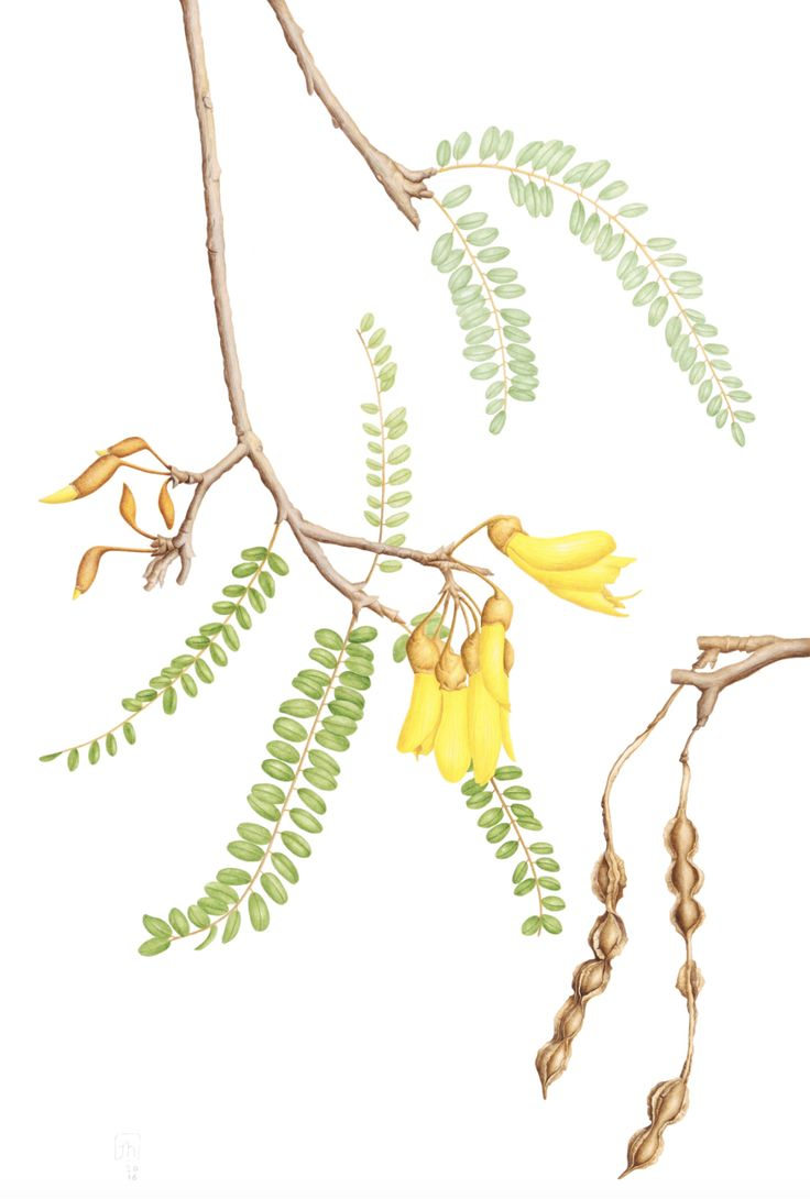 Kowhai (Sophora Microphylla) By Jenny Haslimeier | Illustration for Diploma In Botanical Illustration