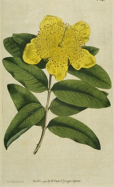 Largeflowered Saint John&#039;Swort | Botanical Drawings, Flower throughout John Ruskin Botanical Drawings - Botanical Gallery Calendargraphicdesign.com