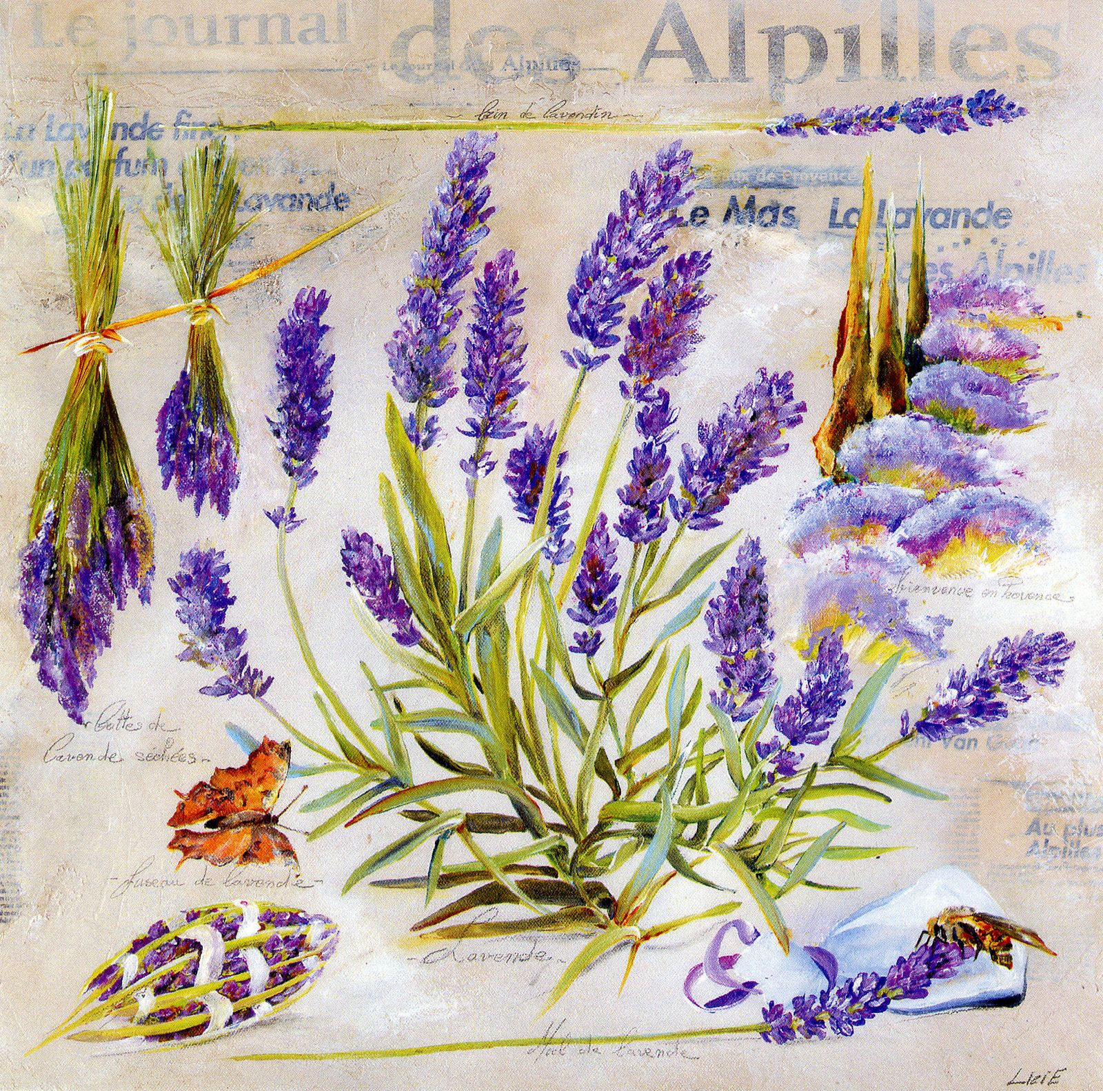 Lavande | Botanical Art, Botanical Illustration, Painting intended for Diploma In Botanical Illustration