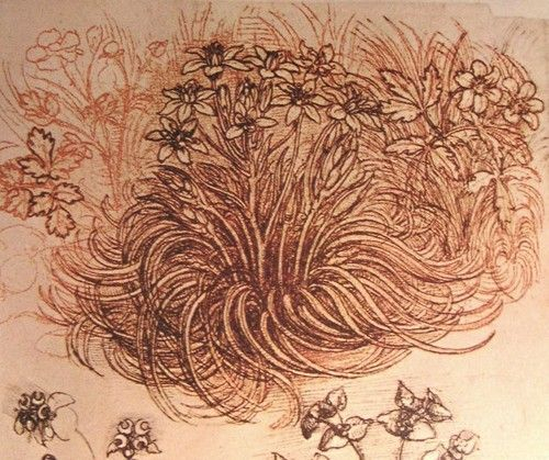 Leonardo Da Vinci, Drawing Of A Botanical Study, C. 1500. | Da Vinci with regard to Da Vinci Botanical Drawings