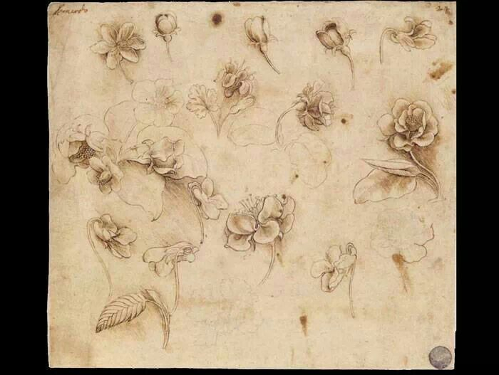 Leonardo Da Vinci. Estudio De Flores1503 | Art, Leonardo Da Vinci intended for Da Vinci Botanical Drawings