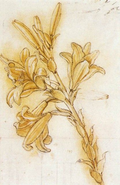 Leonardo Da Vinci  Lily (With Images) | Botanical Art, Drawings for Da Vinci Botanical Drawings