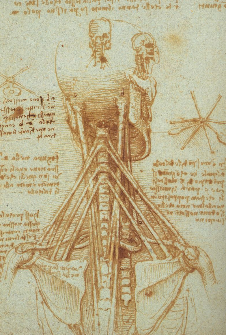 Leonardo Da Vinci The Anatomical Artist Drawing Academy | Drawing for Drawings By Leonardo Da Vinci