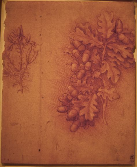 Leonardo&#039;S Drawings Seen It | Leonardo Da Vinci, Botanical Drawings pertaining to Da Vinci Botanical Drawings