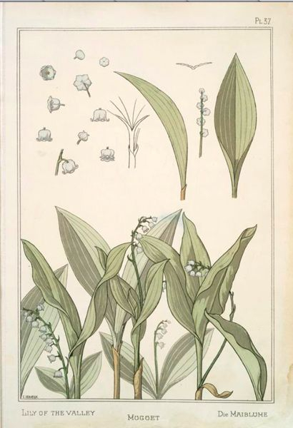 Lily Of The Valley ~ Botanical Drawing, Late 1800S | Botanical Drawings intended for Lily Of The Valley Botanical Drawing