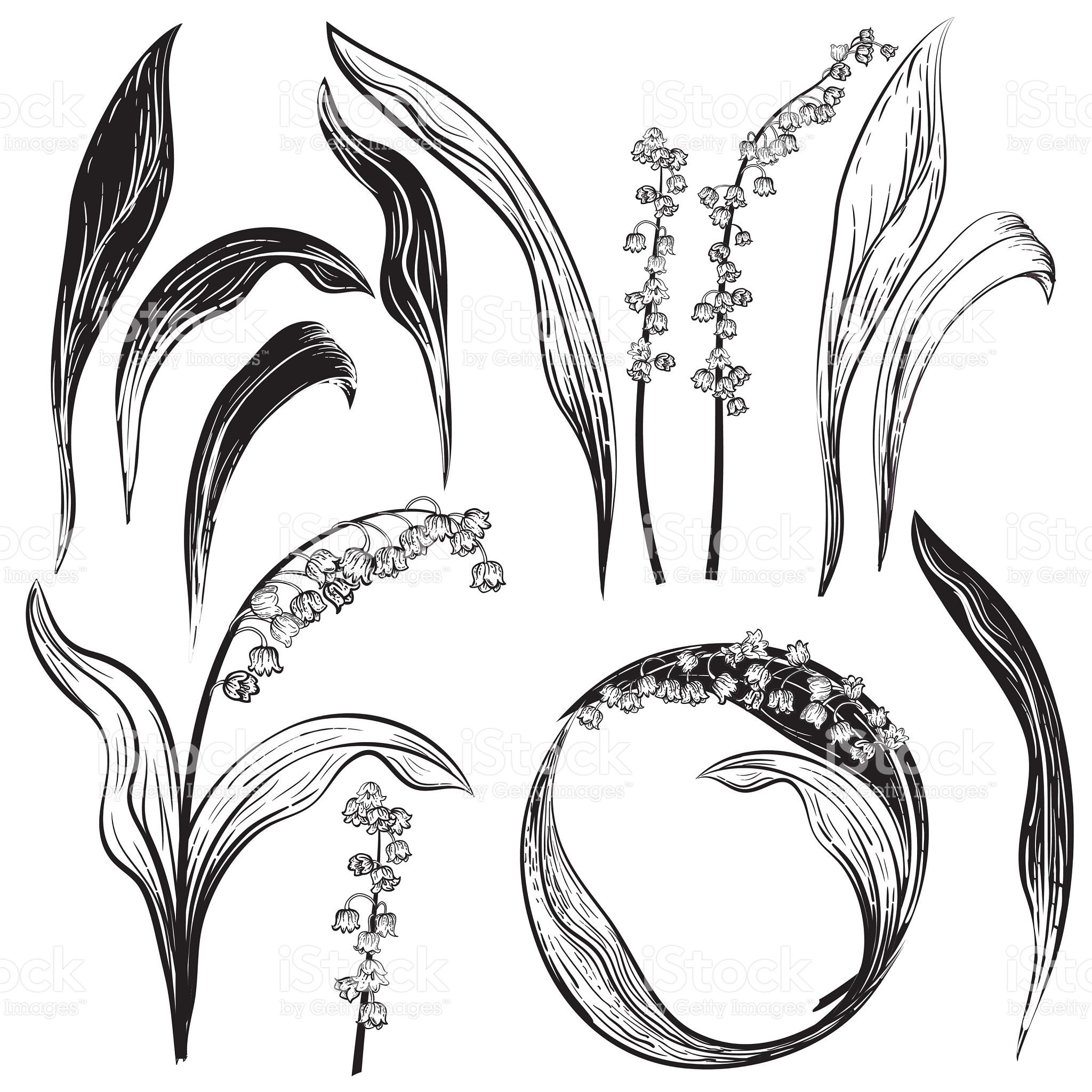 Lily Of The Valley Botanical Floral Design Elements Set. There Are throughout Lily Of The Valley Botanical Drawing