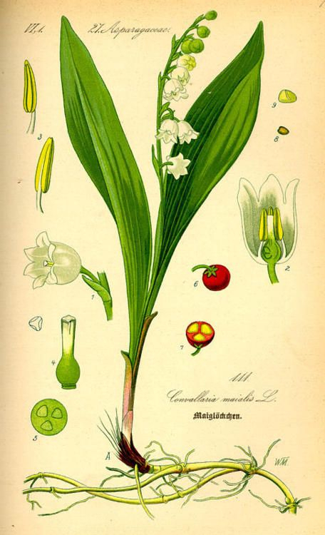 Lily Of The Valley | Botanical Illustration, Botanical Drawings within Lily Of The Valley Botanical Drawing
