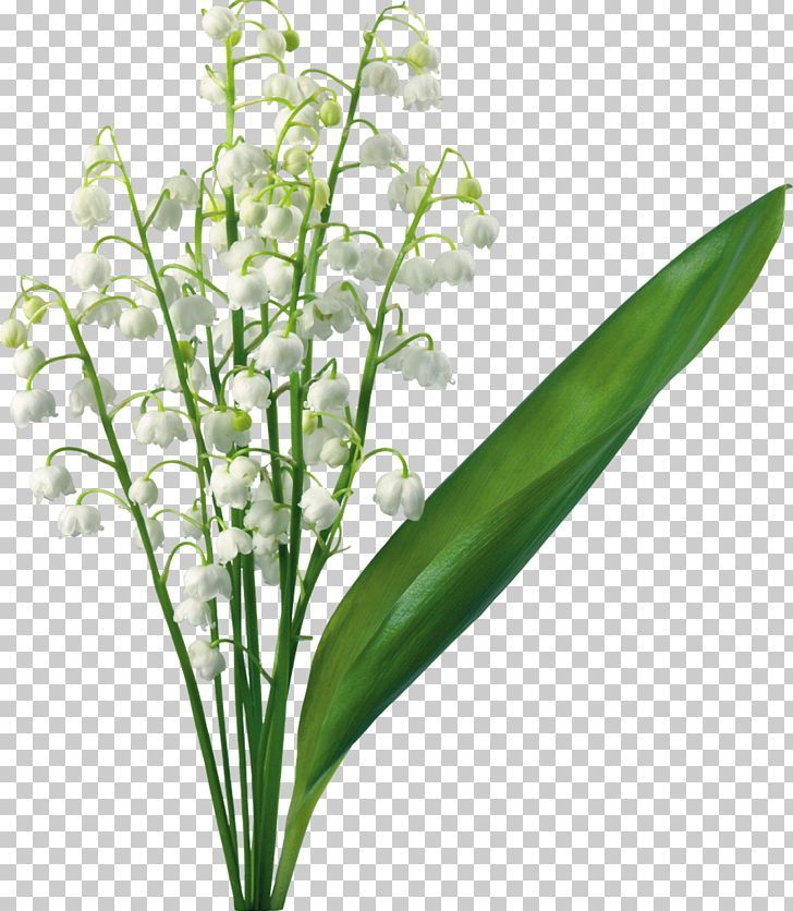 Lily Of The Valley Flower Lilium Png Arumlily, Botanical Illustration with regard to Lily Of The Valley Botanical Drawing