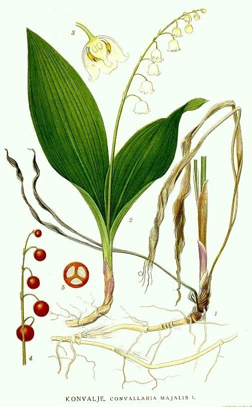 Lily Of The Valley Flowers, Lily Of The Valley, Botanical Drawings regarding Lily Of The Valley Botanical Drawing
