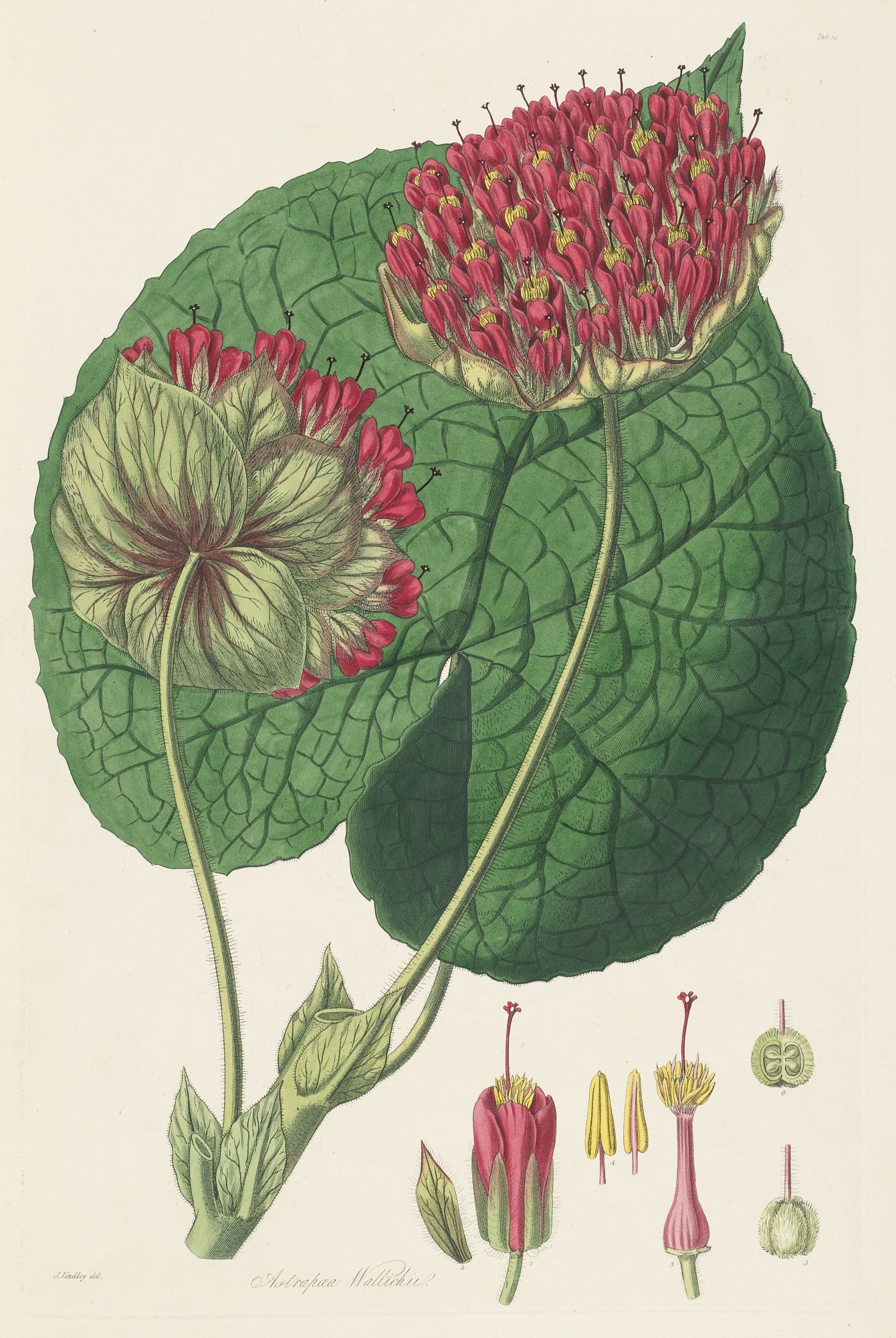 Lindley, John Sotheby&#039;S Collectanea Botanica 182126 | Antique throughout John Ruskin Botanical Drawings - Botanical Gallery Calendargraphicdesign.com