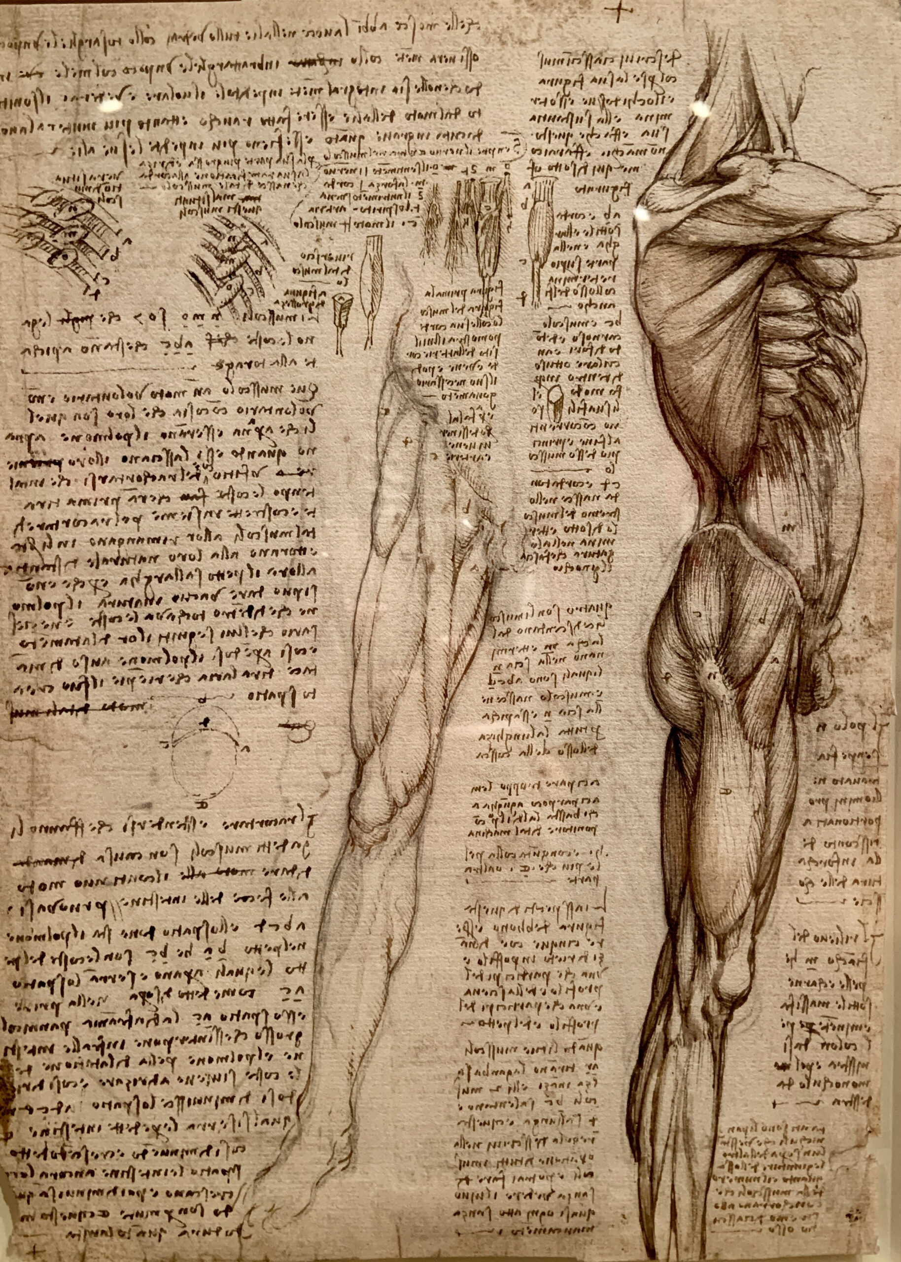 London Exhibition Report: Leonardo Da Vinci: A Life In Drawing with regard to Leonardo Da Vinci Drawings