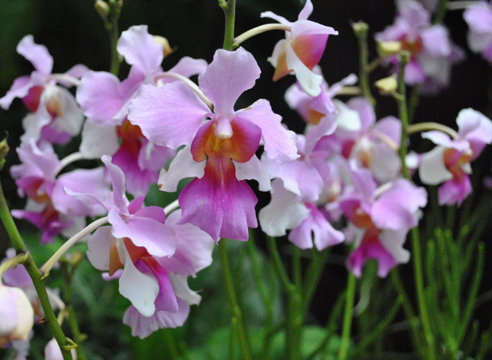 Mrupupup&#039;S Blog: National Orchid Garden Singapore throughout Florist Singapore Botanical Garden