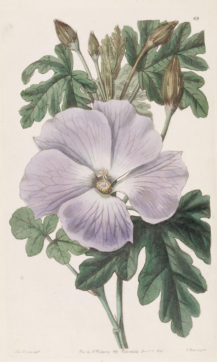 N193_W1150 | Illustration Végétale, Aquarelle Fleurs, Dessins Zentangle pertaining to Diploma In Botanical Illustration