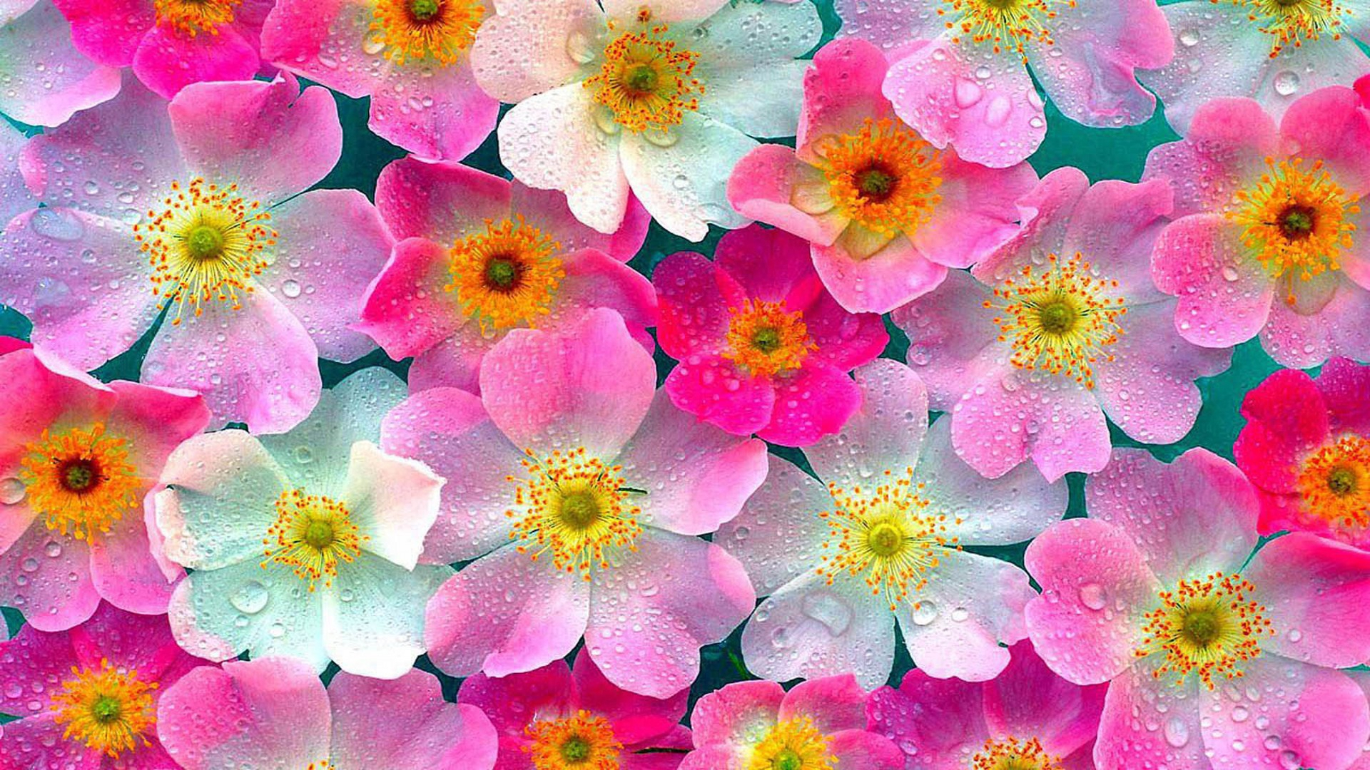 Nature Flowers Wallpapers Images Photos Pictures Backgrounds intended for High Resolution Botanical Flowers