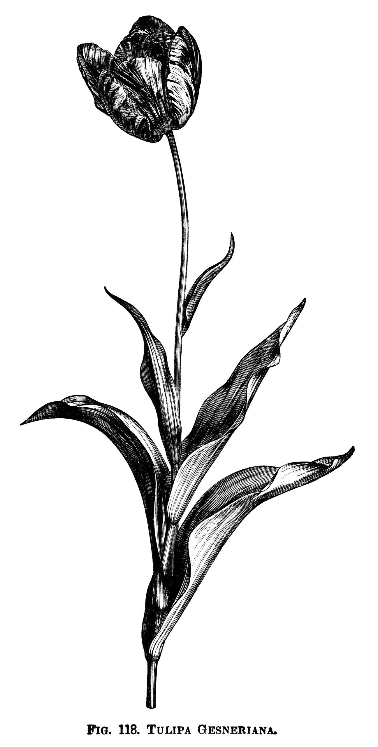 Olddesignshop_Tulipagesneriana 1.297×2.559 Pixels | Botanical for Botanical And White Flower