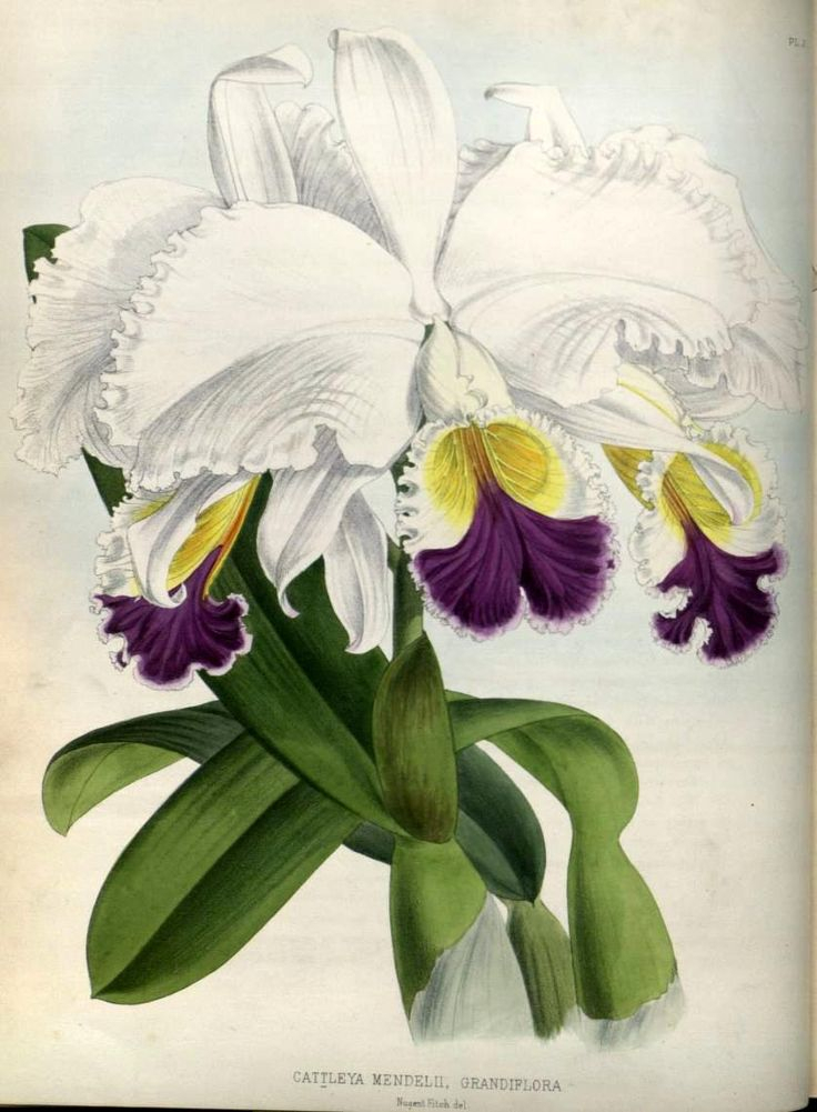 Orchid Botanical Illustration, Botanical Prints, Cattleya in Diploma In Botanical Illustration