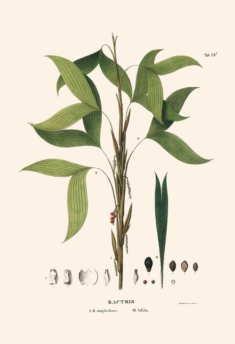 Palm Tree Print Bactris Simplicifrons And Bifida, High Quality for High Quality Botanical Prints