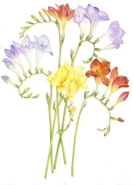 Penny Gould The Society Of Botanical Artists | Botanical Drawings with Diploma In Botanical Illustration
