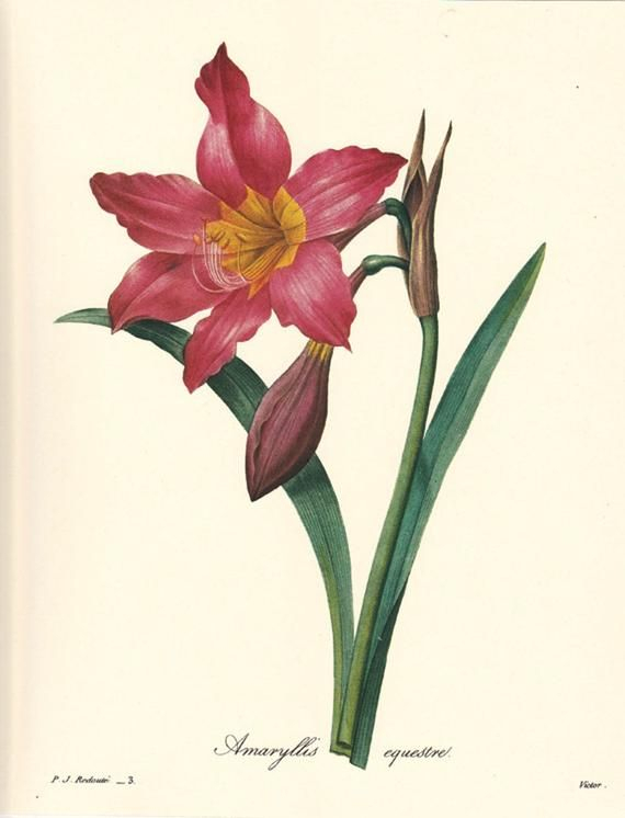 Pierre Redoute Botanical Print Amaryllis Equestre Floral | Etsy | Acuarella for High Quality Botanical Prints