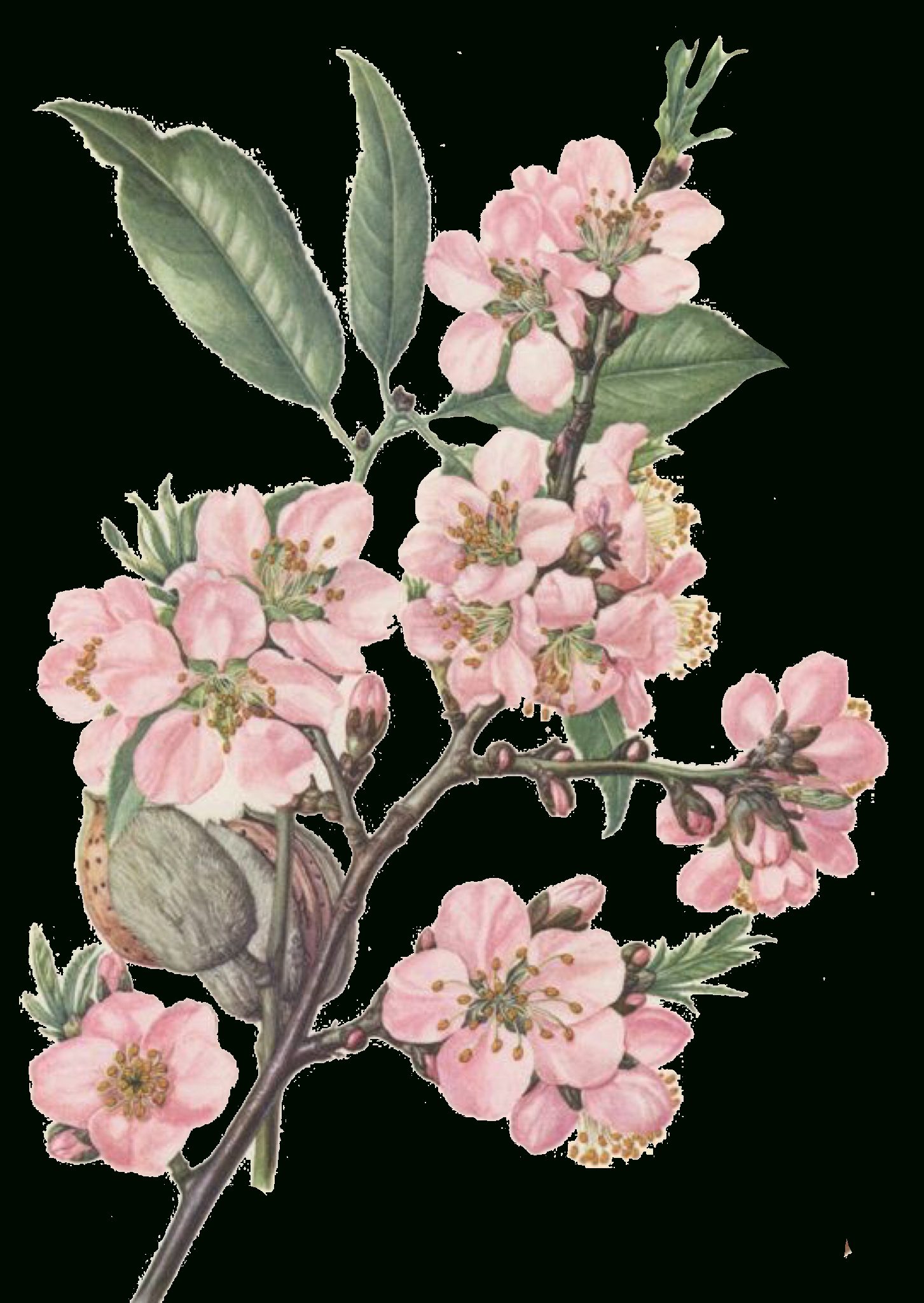 Pin By Carrie Delgadillo On Graphics | Botanical Illustration with High Quality Botanical Prints