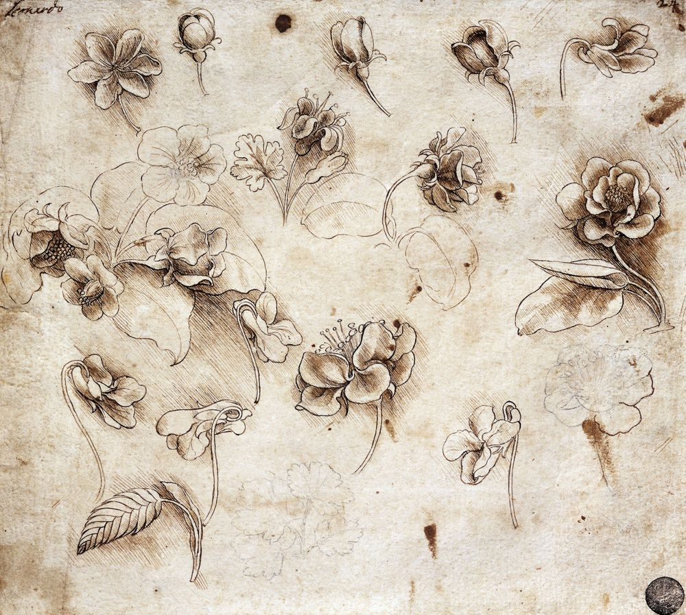 Pin By Frozee Frosesito On Grabado Y Líneas | Da Vinci Art, Da Vinci in Da Vinci Botanical Drawings