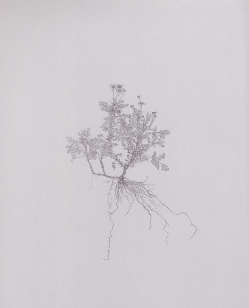 Pin By Tina T On Ce Que J&#039;Aime. | Drawings, Observational Drawing for Michael Landy Drawings Botany