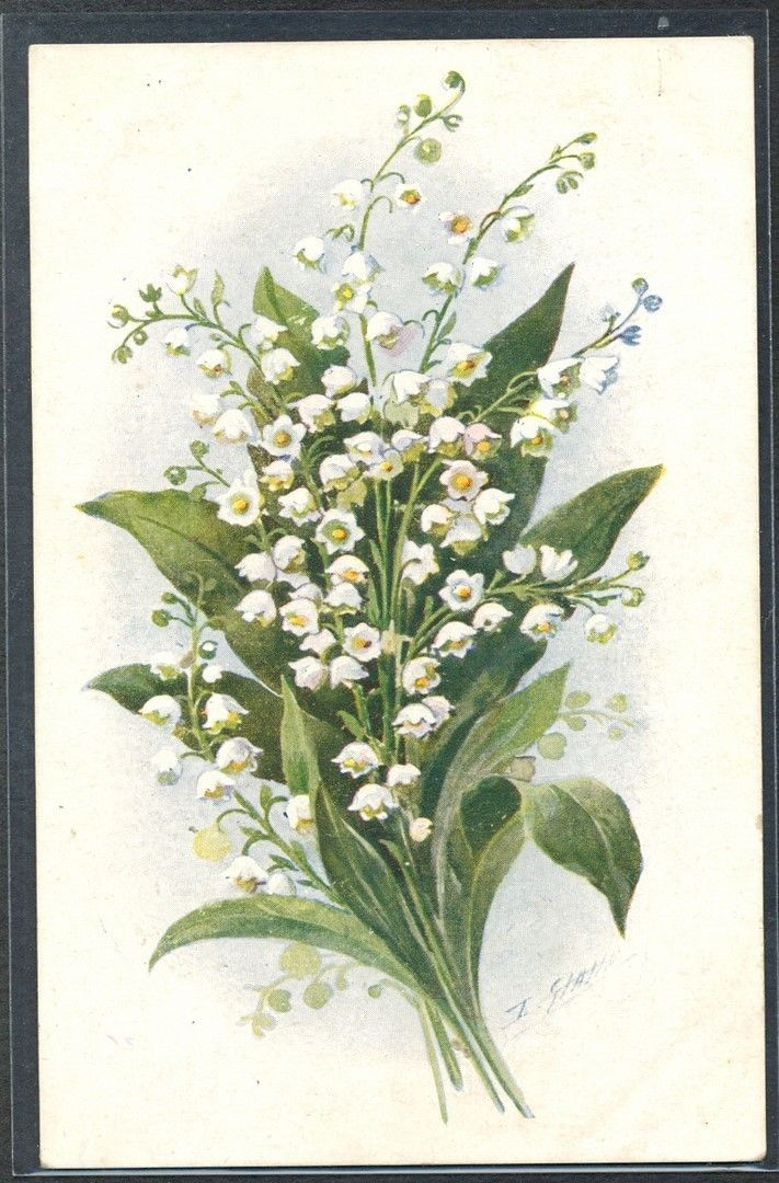 Pj091 Artist Signed Lily Of The Valley Fine Litho | Lily Of The Valley with Lily Of The Valley Botanical Drawing