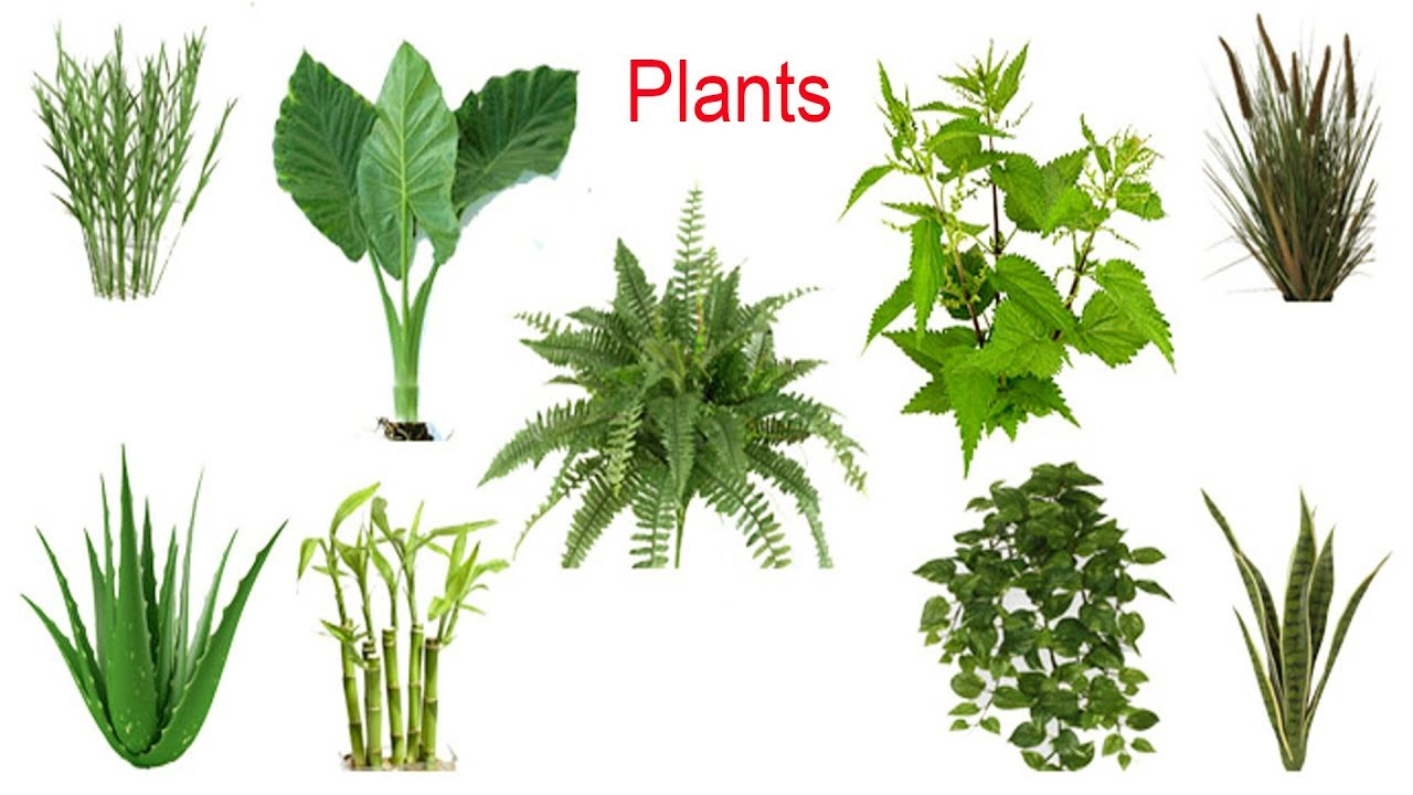 Plant Names, Meaning &amp; Pictures | Plants Vocabulary  Youtube within Flowers And Their Botanical Names
