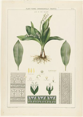 Plantforms Ornamentally Treated Lily Of The Valley | Lily Of The throughout Lily Of The Valley Botanical Drawing