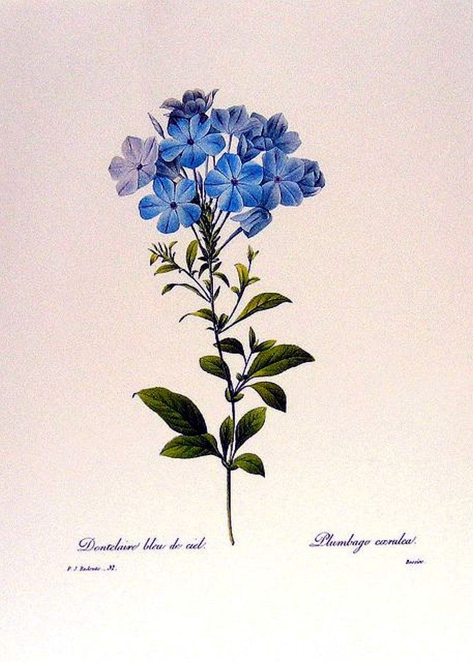 Plumbago Carulca Botanical | Botanical Drawings, Botanical Prints throughout High Quality Botanical Prints