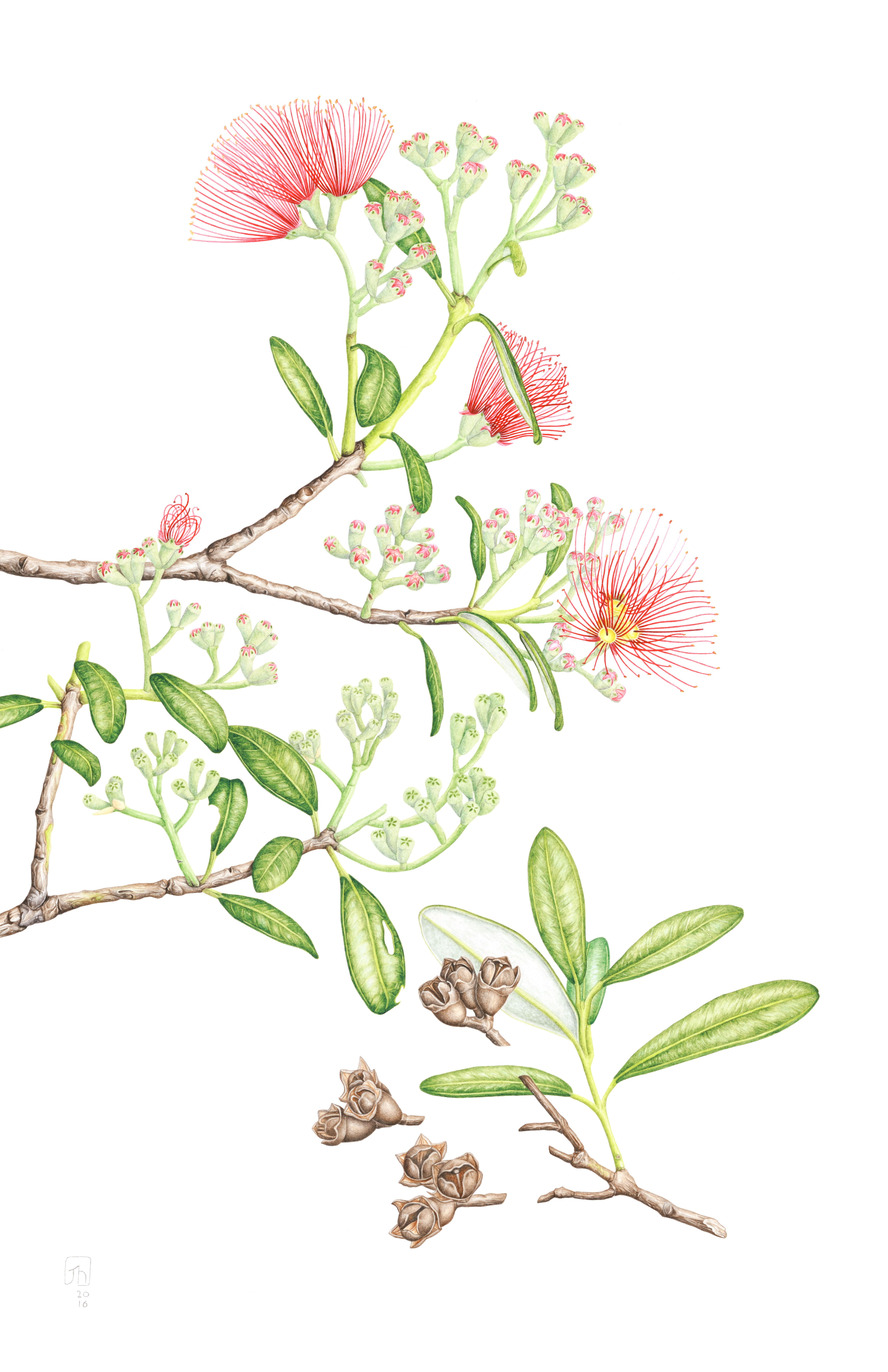 Pohutukawa (Metrosideros Excelsa) By Jenny Haslimeier | Botanical pertaining to Diploma In Botanical Illustration
