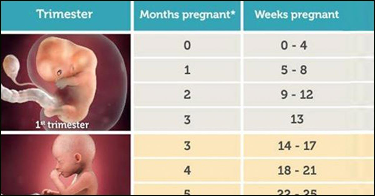 Pregnancy Calculator Day By Day For Android  Apk Download inside Week Days By Month