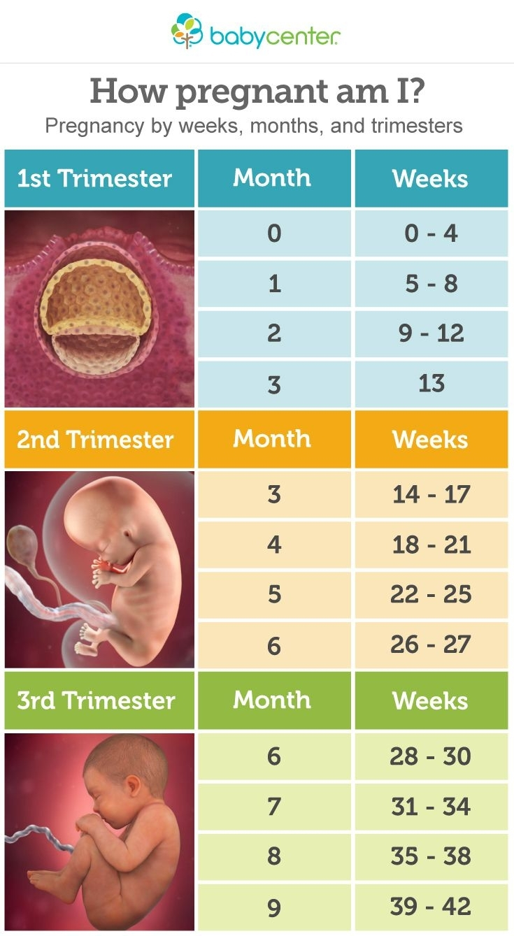 Pregnancy Calendar 4 Weeks | Month Calendar Printable with Pregnancy Calendar Printable Free