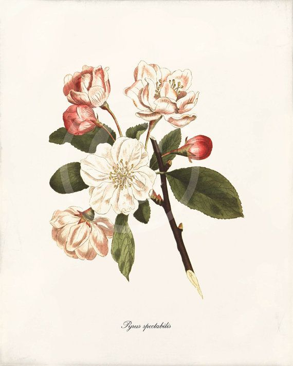 Pyrus Spectabilis This High Quality Antique Style Print Is Set On A throughout High Quality Botanical Prints