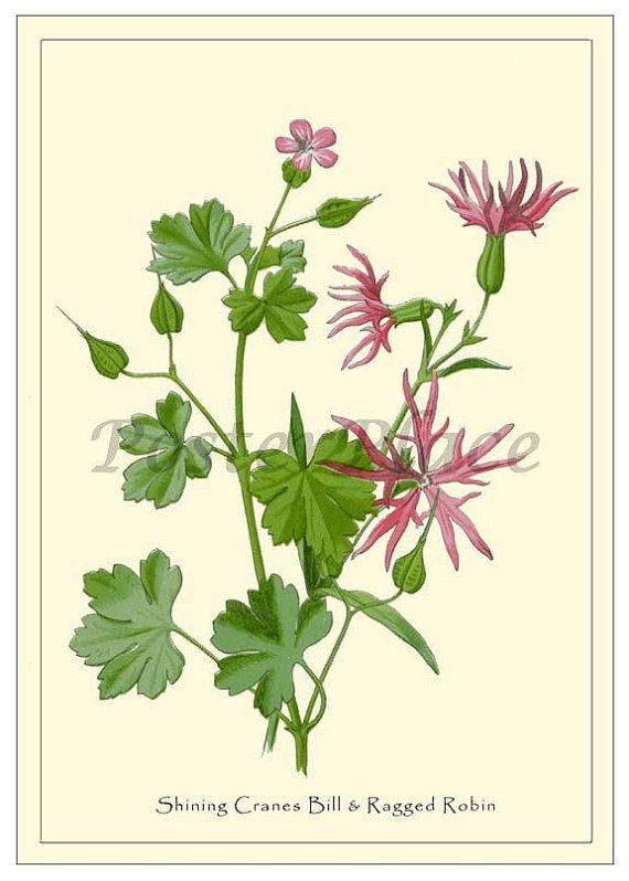 Ragged Robin Antique Botanical Print Reproduction By Posterplace throughout Antique Botanical Prints Reproductions