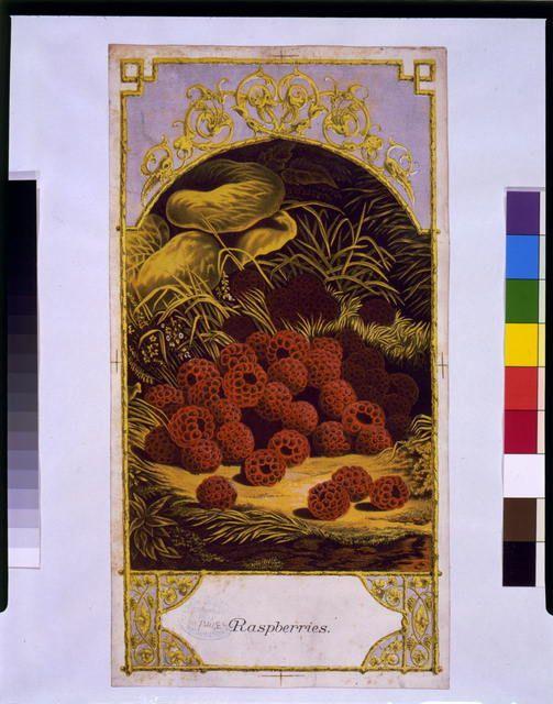 Raspberries Crate Label. | Botanical Illustration, Chromolithograph inside Diploma In Botanical Illustration