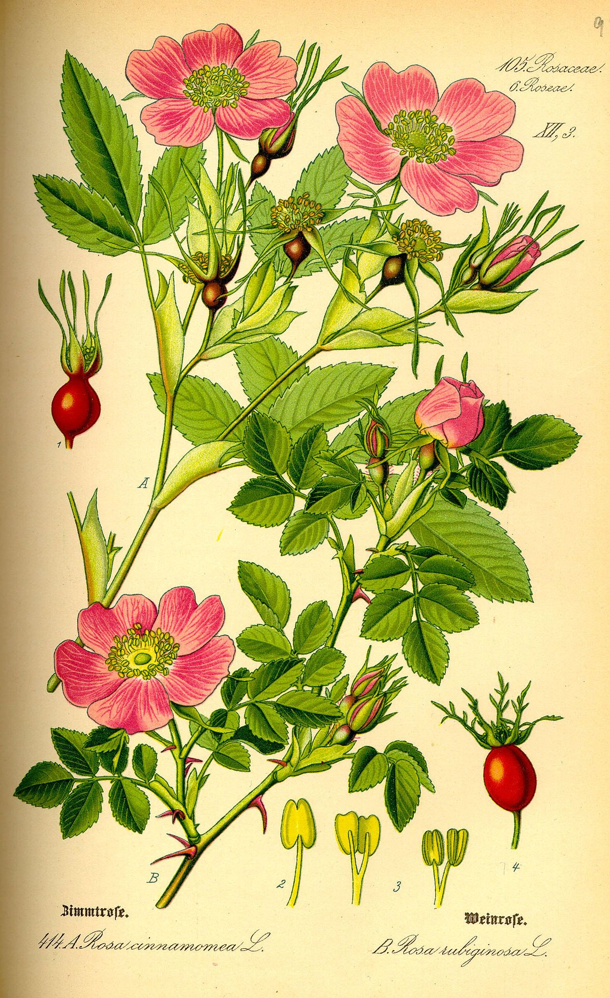Rosa Majalis Wikipedia | Botanical Prints, Flower Drawing, Botanical with High Quality Botanical Prints